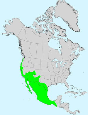 North America species range map for Baccharis sarothroides: Click image for full size map